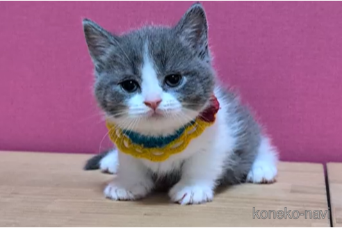 成約済の東京都のマンチカン(短足)-105728の2枚目